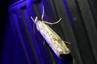 Catoptria falsella