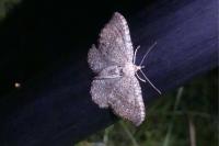 Philereme vetulata