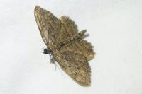 Philereme transversata