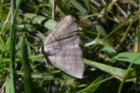 Herminia tarsicrinalis