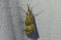 Chrysocrambus linetella
