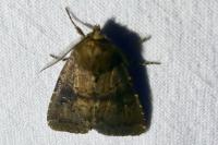 Rusina ferruginea
