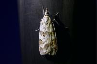 Scoparia ambigualis/basistrigalis