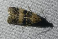 Euzophera pinguis