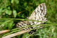Scopula tessellaria