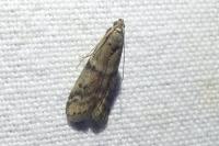 Ephestia woodiella/parasitella/elutella