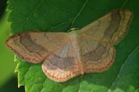 Idaea aversata