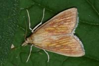 Nascia cilialis
