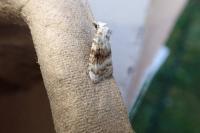 Meganola albula