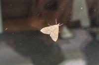 Paracorsia repandalis