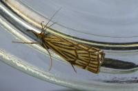 Chrysocramboides craterellus