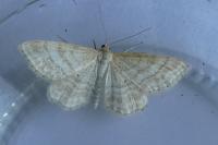 Idaea macilentaria