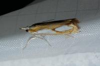 Catoptria pinella