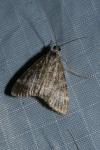 Evergestis sophialis