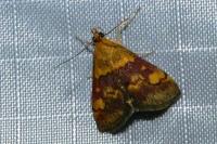 Pyrausta aurata