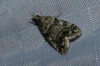 Eudonia mercurella