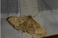 Patania ruralis