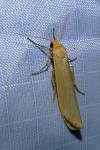 Indalia lutarella