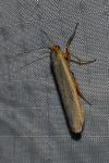 Manulea complana