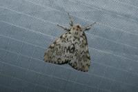 Lymantria monacha