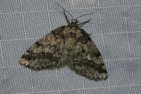 Tephronia lhommaria melaleucaria