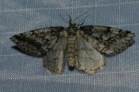 Tephronia lhommaria melaleucaria