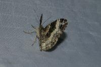 Epirrhoe alternata