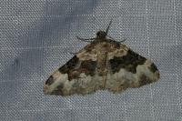 Epirrhoe galiata