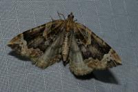 Eulithis prunata