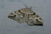 Mesotype didymata