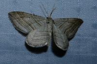 Phibalapteryx virgata