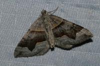 Scotopteryx