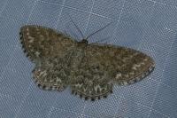 Scopula immorata
