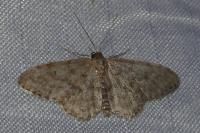 Scopula asellaria isabellaria