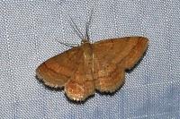 Scopula rubiginata