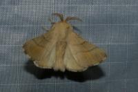 Malacosoma neustria
