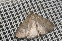 Udea inquinatalis