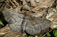 Nychiodes obscuraria