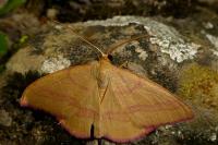 Rhodostrophia calabra