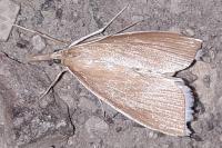 Sclerocona acutella