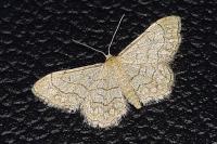 Idaea moniliata