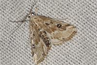 Parapoynx stratiotata