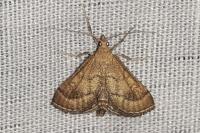 Metasia ibericalis