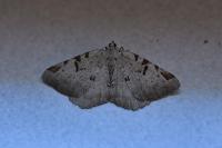 Macaria wauaria