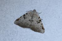 Macaria wauaria
