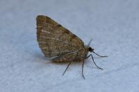 Macaria wauaria