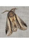 Pheosia tremula