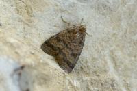 Caradrina morpheus