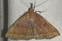 Polypogon plumigeralis