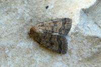 Caradrina morpheus